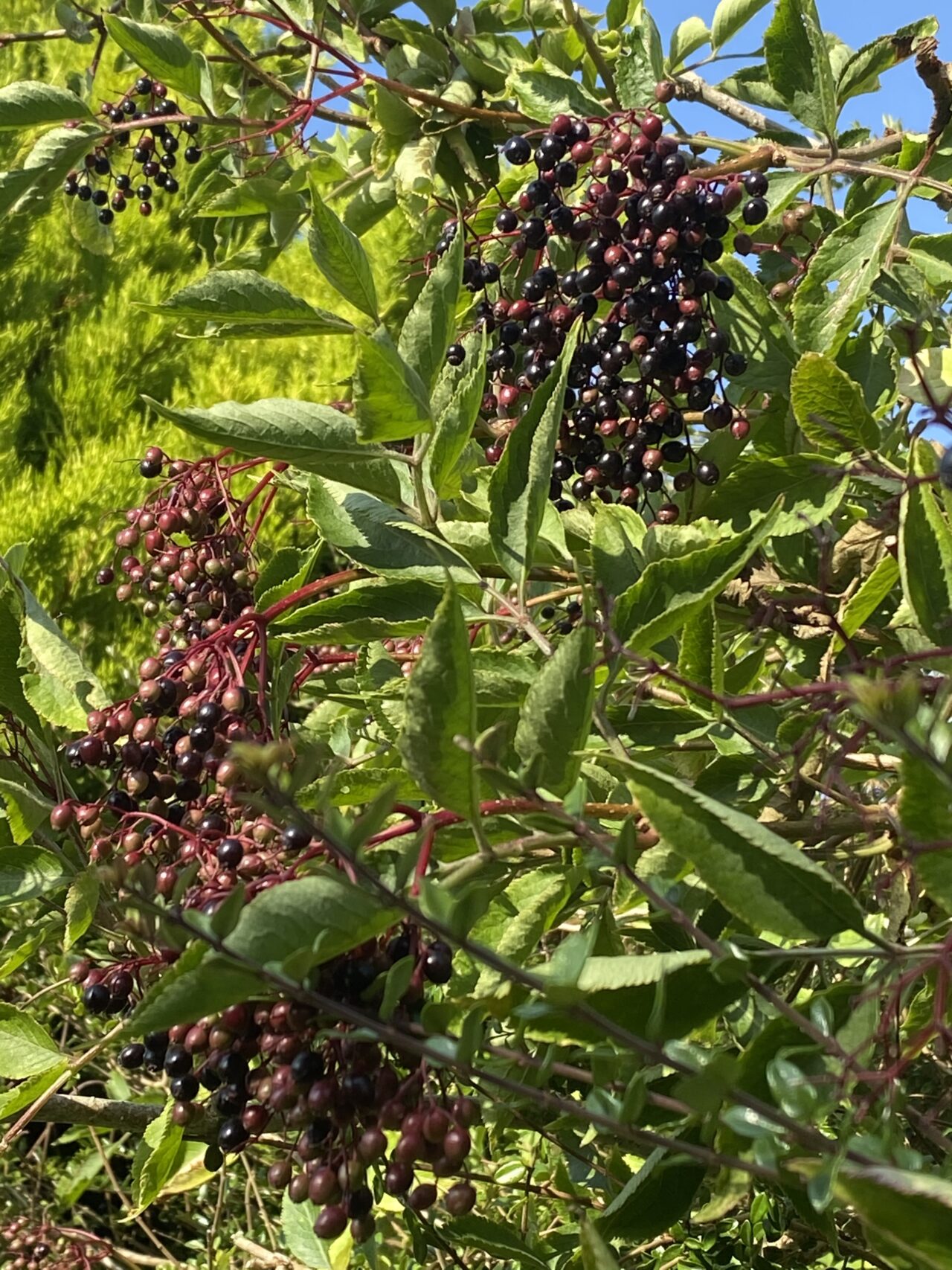 Elderberry Wine